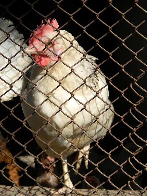 展示出如此 展示出如此