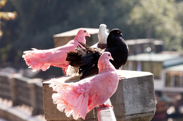 队所稀缺的 队所稀缺的